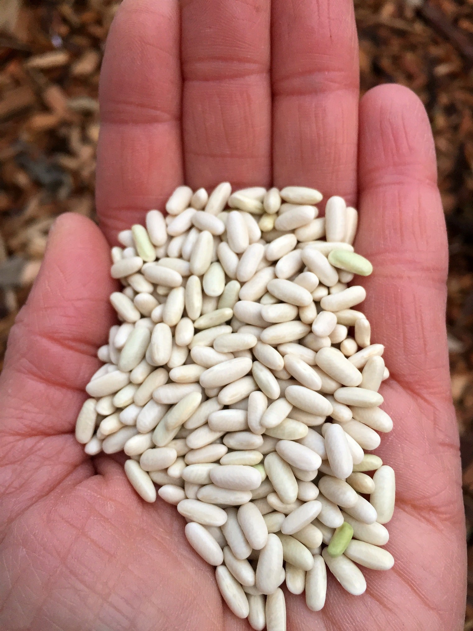 Bean, Bush Dry, 'Hungarian Rice Bean'