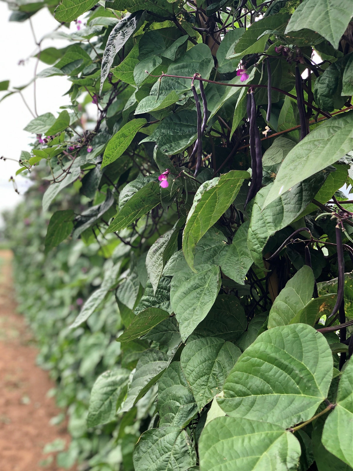 Bean, Pole Snap, 'Trionfo Violetto'