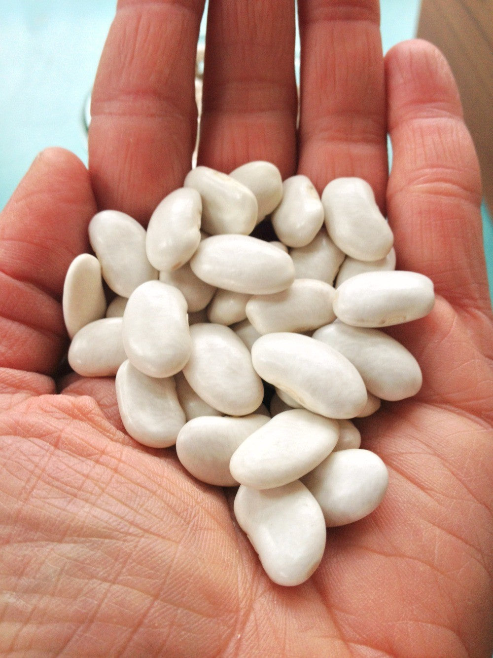 Bean, Pole Dry, 'Alaric'
