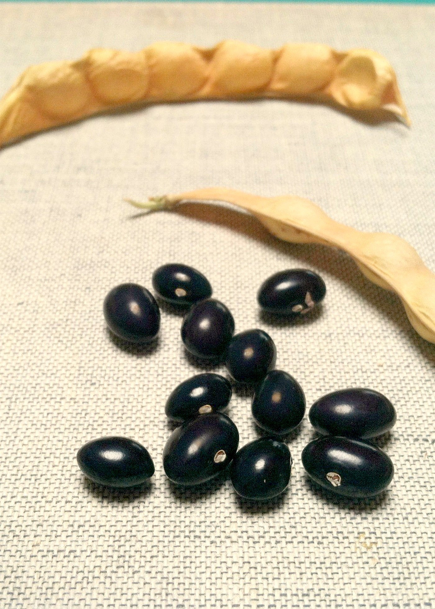 Bean, Pole Dry, 'Tolosa'