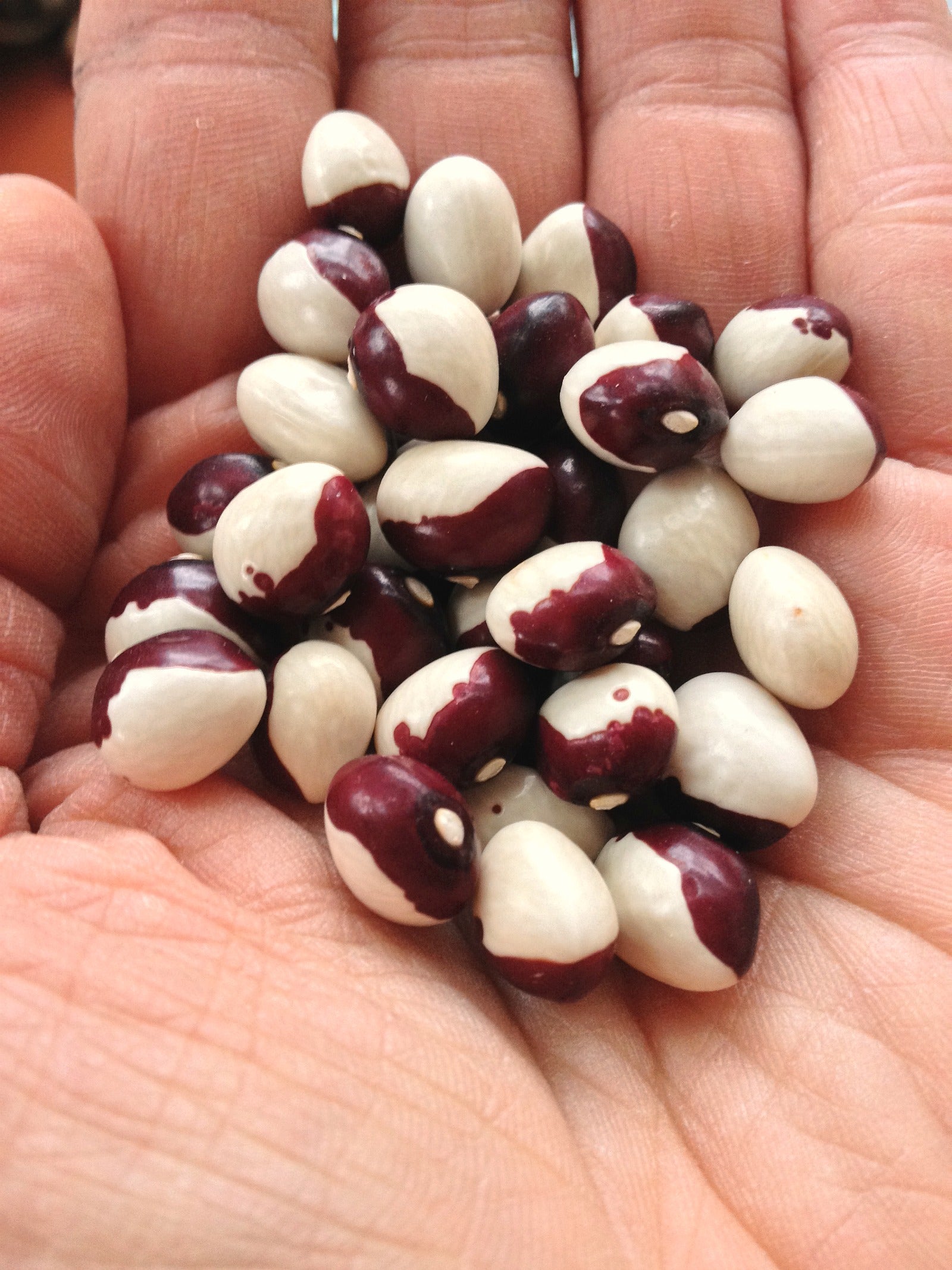 Bean, Pole Dry, 'Annie Jackson'