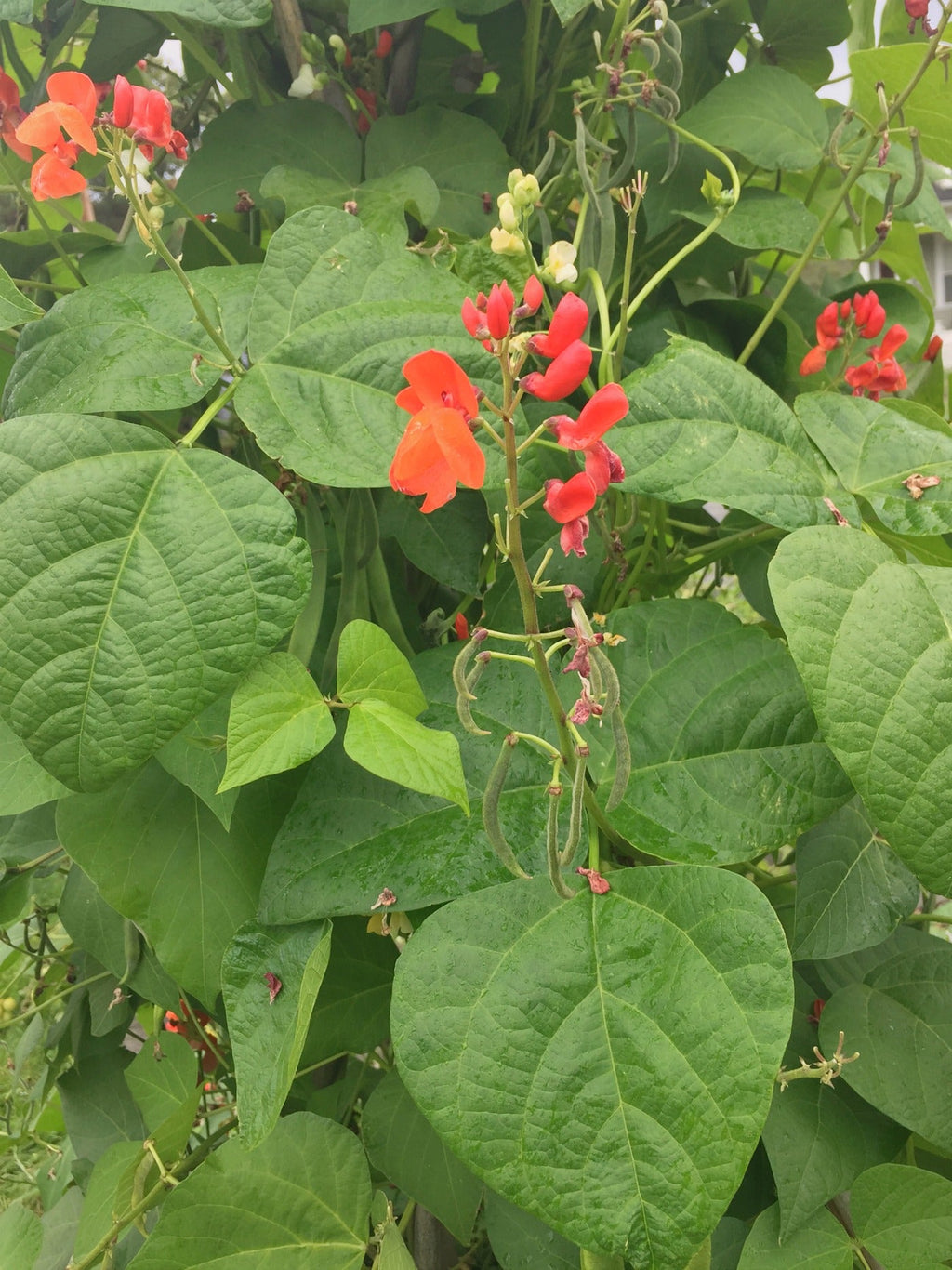 Bean, Pole Runner, 'Scarlet Emperor'