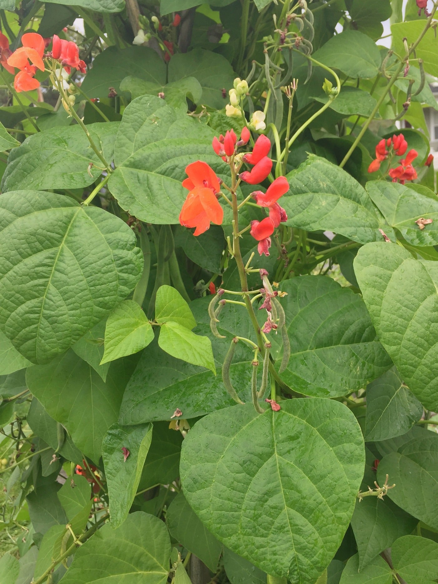 Bean, Pole Runner, 'Scarlet Emperor'