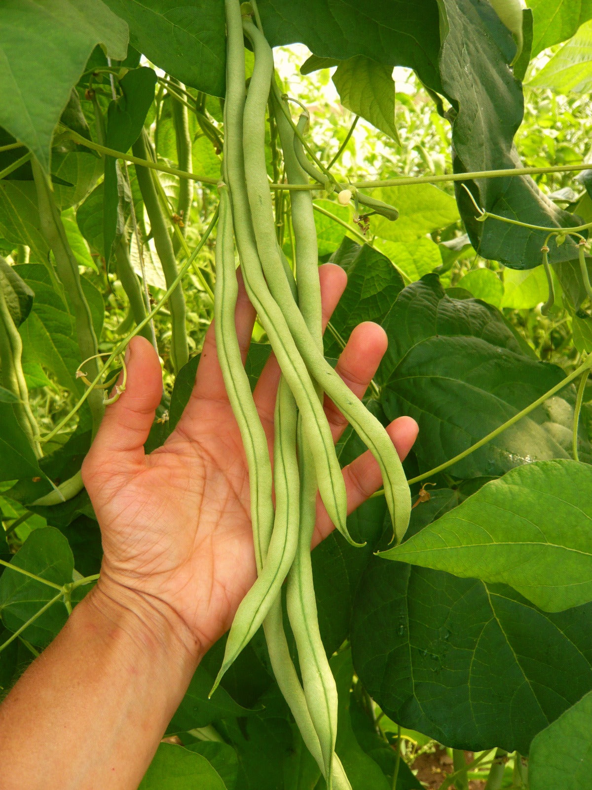 Bean, Pole Snap, 'Fortex'