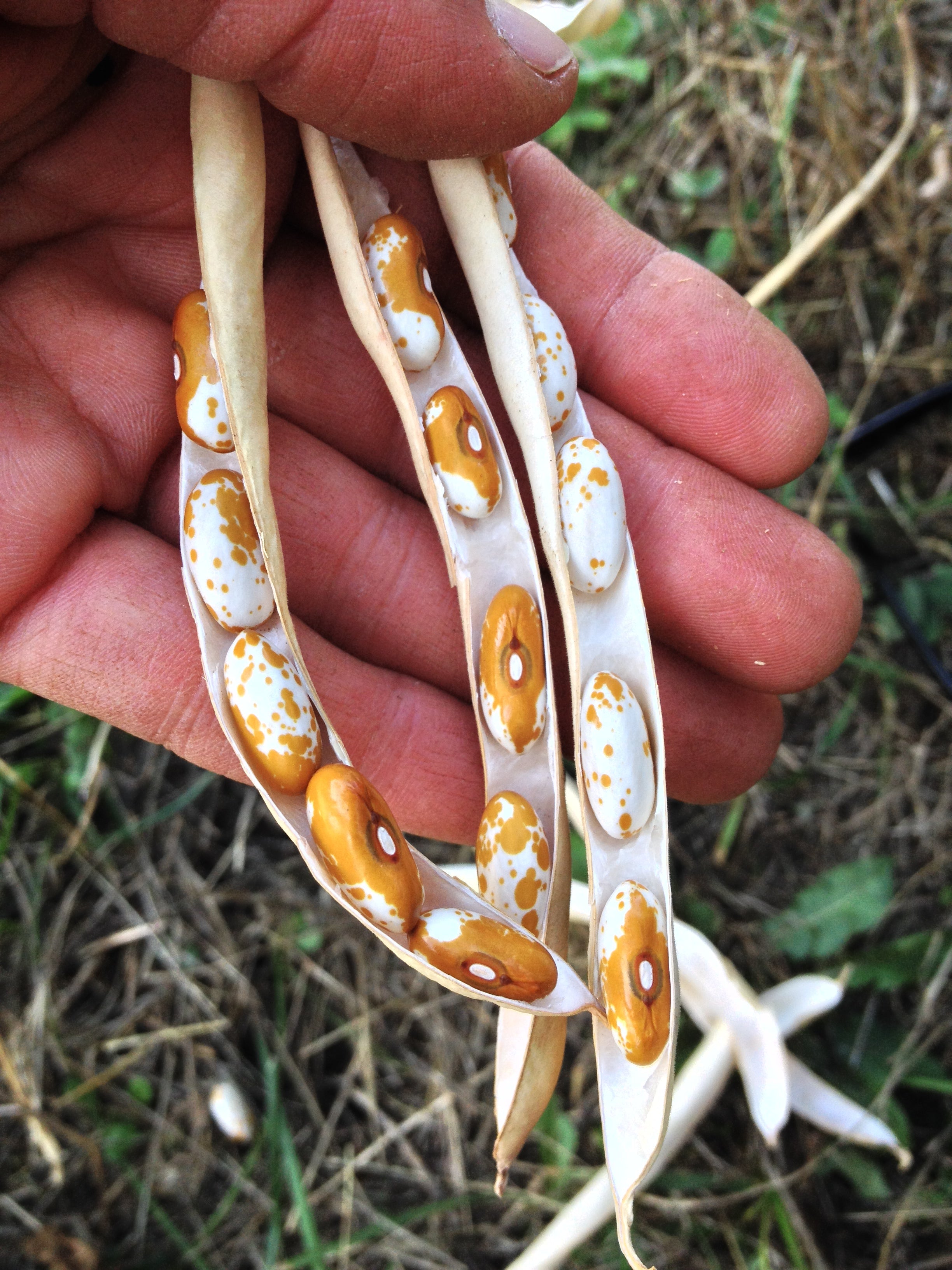 Bean, Bush Dry, 'Jacob's Gold'