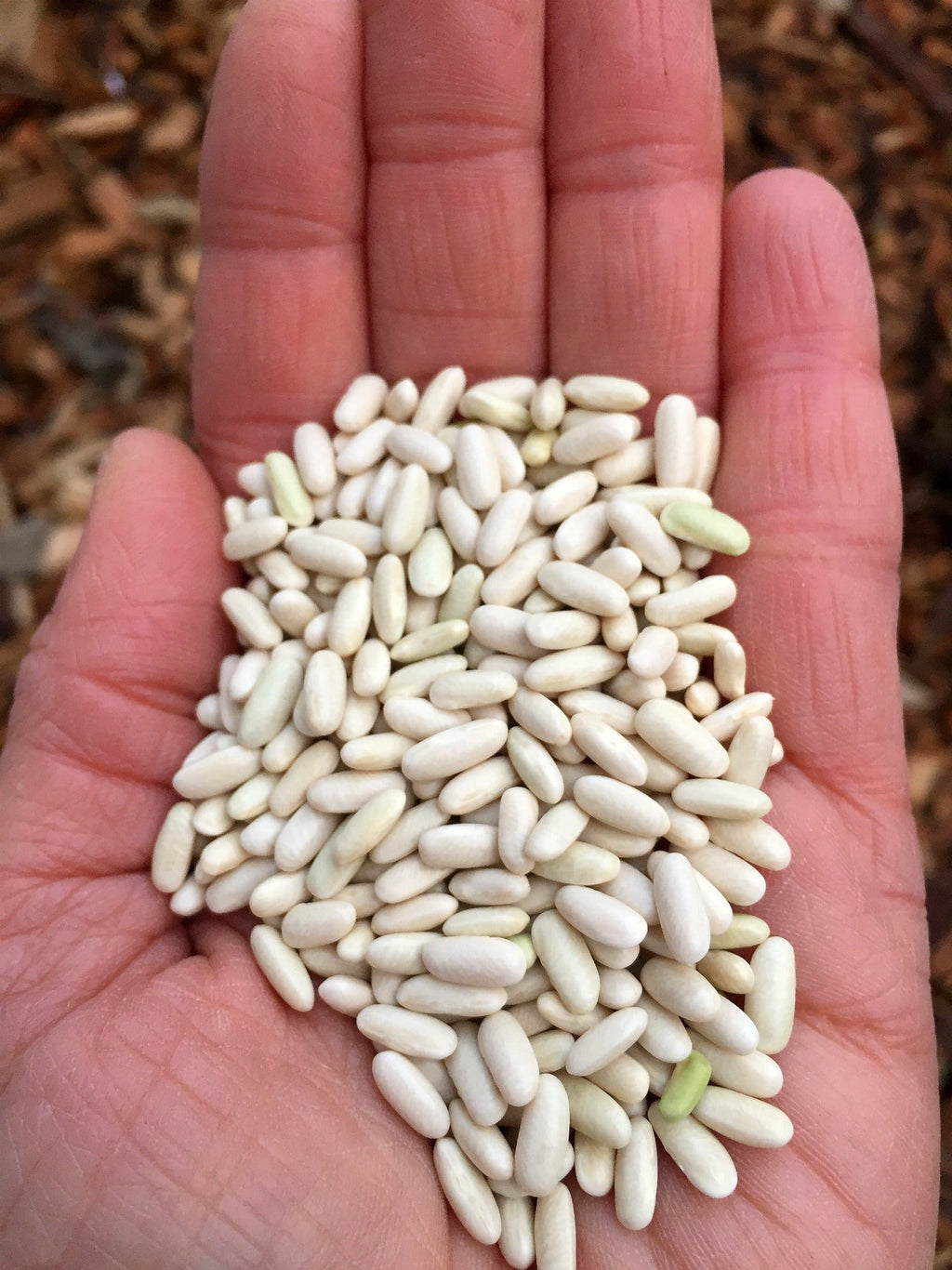 Bean, Bush Dry, 'Hungarian Rice Bean'