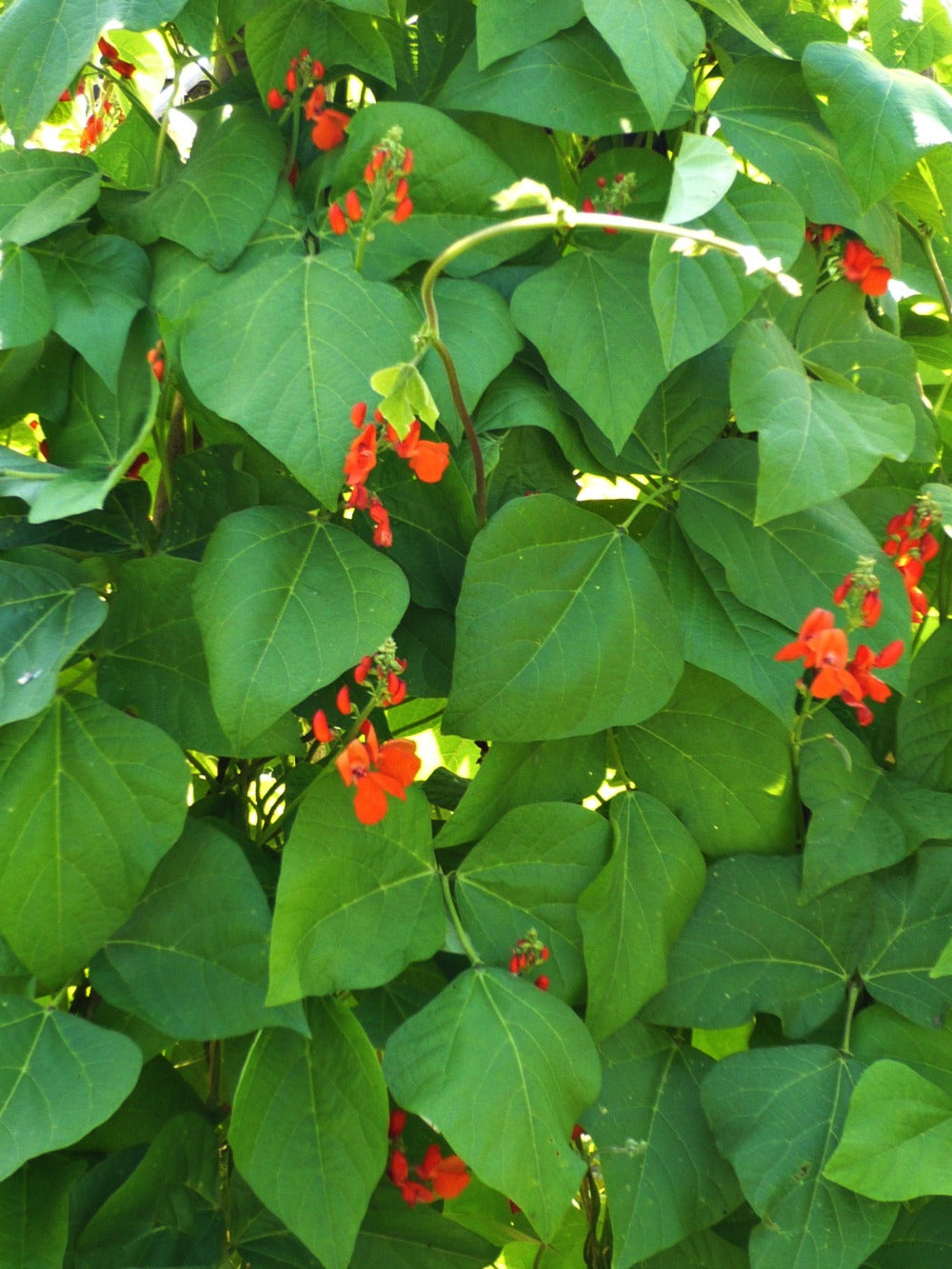 Bean, Pole Runner, 'Scarlet Emperor'
