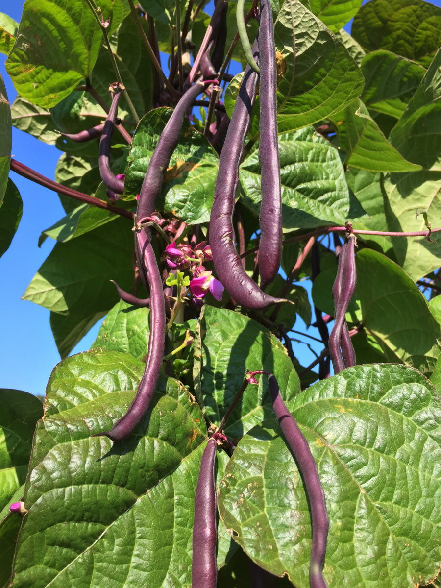 Bean, Pole Snap, 'Trionfo Violetto'