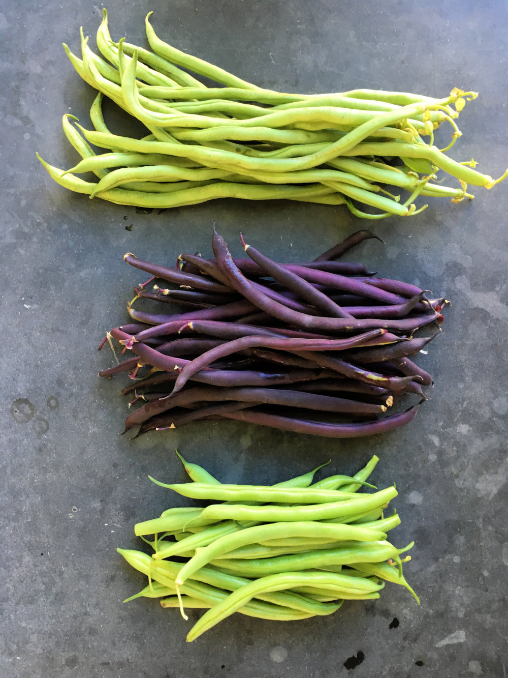 Bean, Pole Snap, 'Trionfo Violetto'